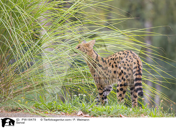Serval / Serval / PW-18479