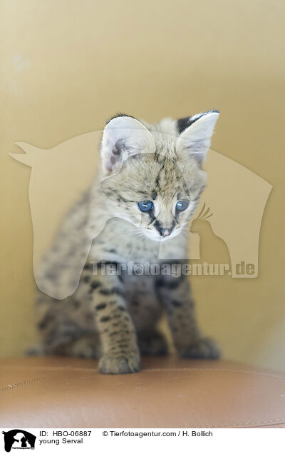 young Serval / HBO-06887