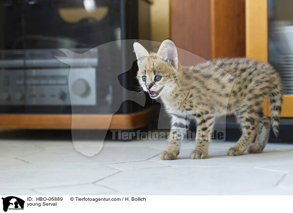 junger Serval / young Serval / HBO-06889