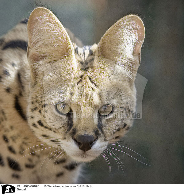 Serval / Serval / HBO-06890
