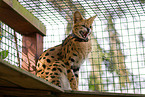 sitting Serval