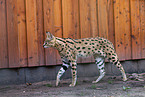 walking Serval