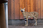 Serval