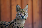 Serval Portrait
