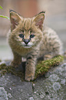 Serval Baby