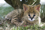 Serval Baby