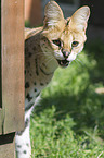 Serval Portrait