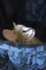 Serval Baby