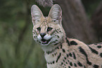 Serval portrait