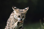 playing Serval