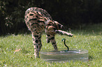 playing Serval