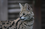 Serval portrait