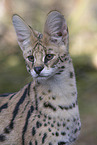 Serval