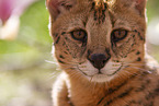 Serval