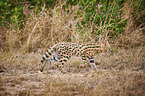 Serval