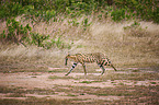Serval