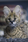 young Serval