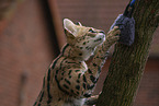 Serval