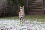 Serval