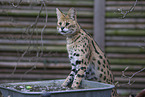 Serval