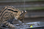 Serval