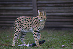 Serval