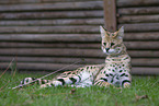 Serval