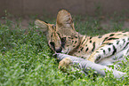 adult Serval