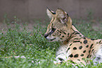 adult Serval