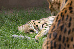 adult Serval