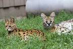 adult Serval