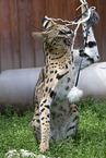 adult Serval