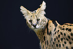 Serval