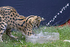 Serval