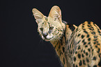 Serval