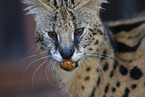 Serval
