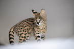 Baby Serval