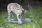 Baby Serval