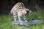 Baby Serval