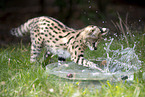 Baby Serval
