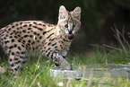 Baby Serval