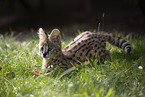 Baby Serval