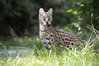 Baby Serval