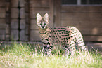 Baby Serval