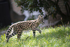 Baby Serval
