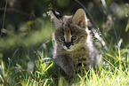Baby Serval