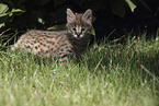 Baby Serval