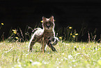 Baby Serval