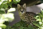 Baby Serval