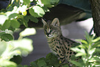 Baby Serval